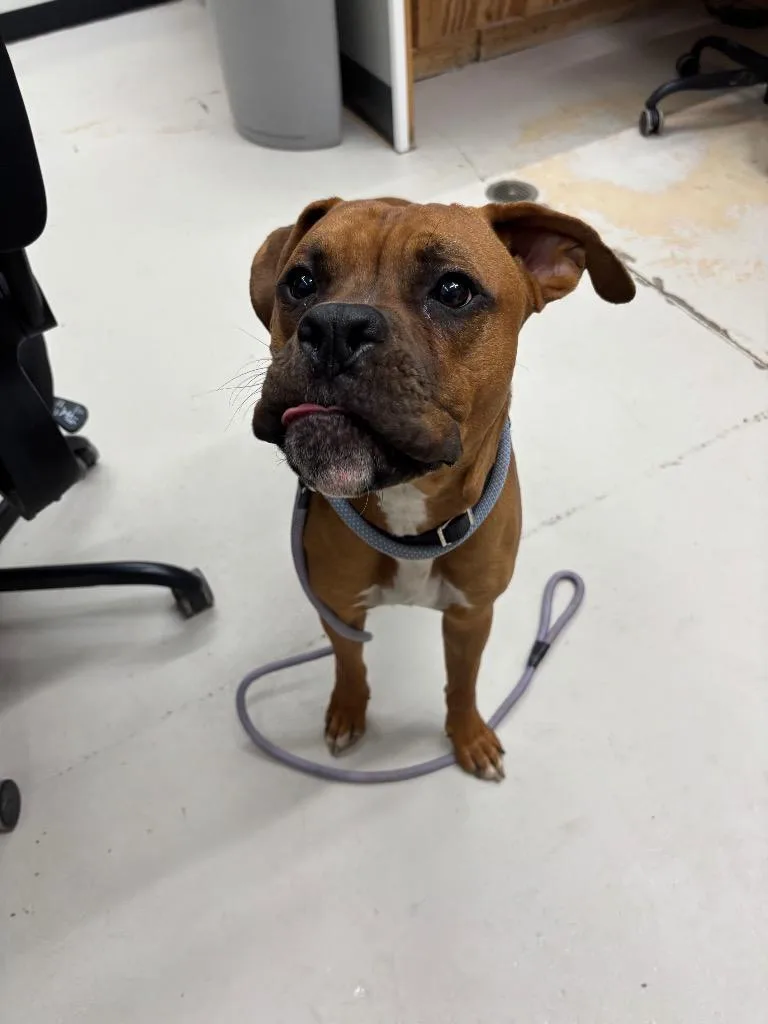 A young medium-sized male Boxer dog named Butch for adoption in Findlay, OH
