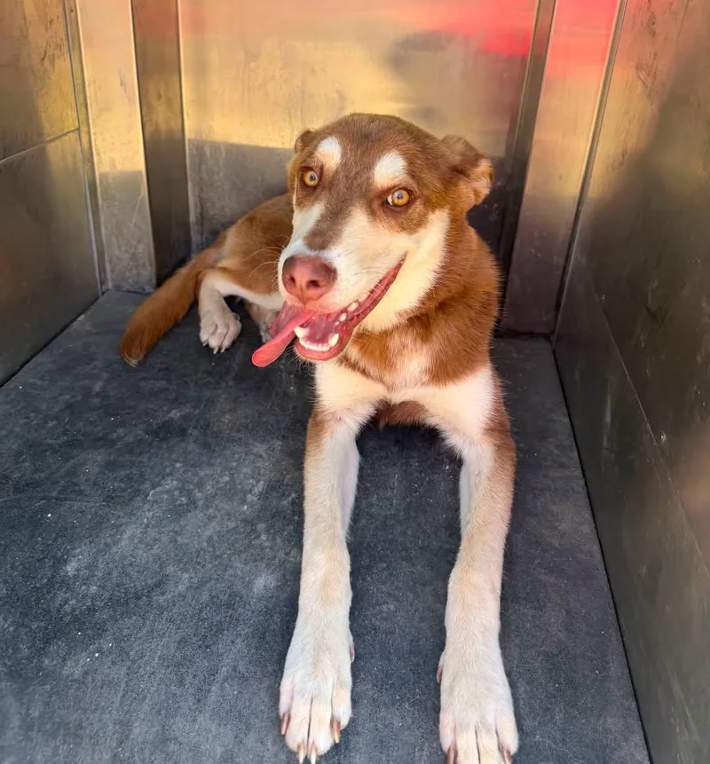 A young medium-sized male Husky dog named Macchi for adoption in Rowlett, TX