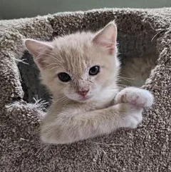 A baby medium-sized male Tabby (Buff / Tan / Fawn) Domestic Short Hair cat named Cutie for adoption in Liverpool, TX