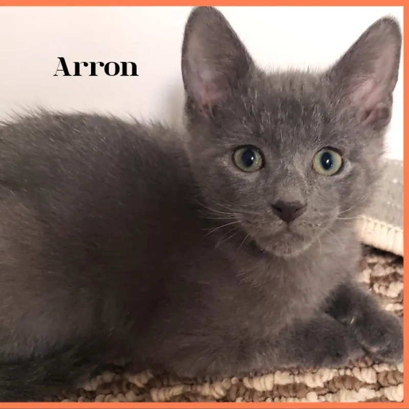 An adult large-sized male Gray / Blue / Silver Domestic Short Hair cat named Arlo for adoption in South Elgin, IL