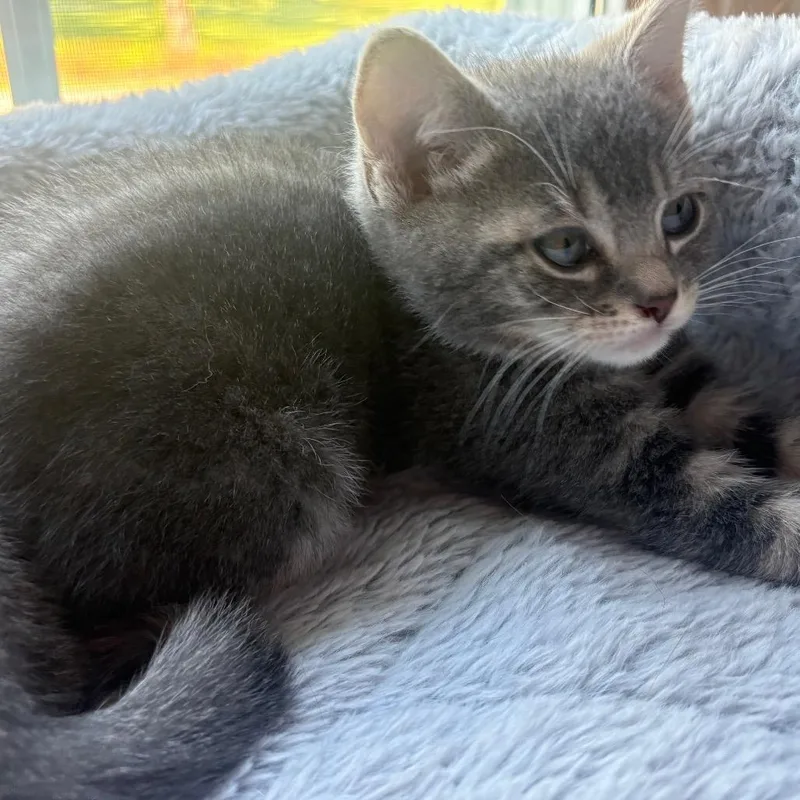 A baby small-sized female Gray / Blue / Silver Domestic Short Hair cat named Judy for adoption in La Grange, KY