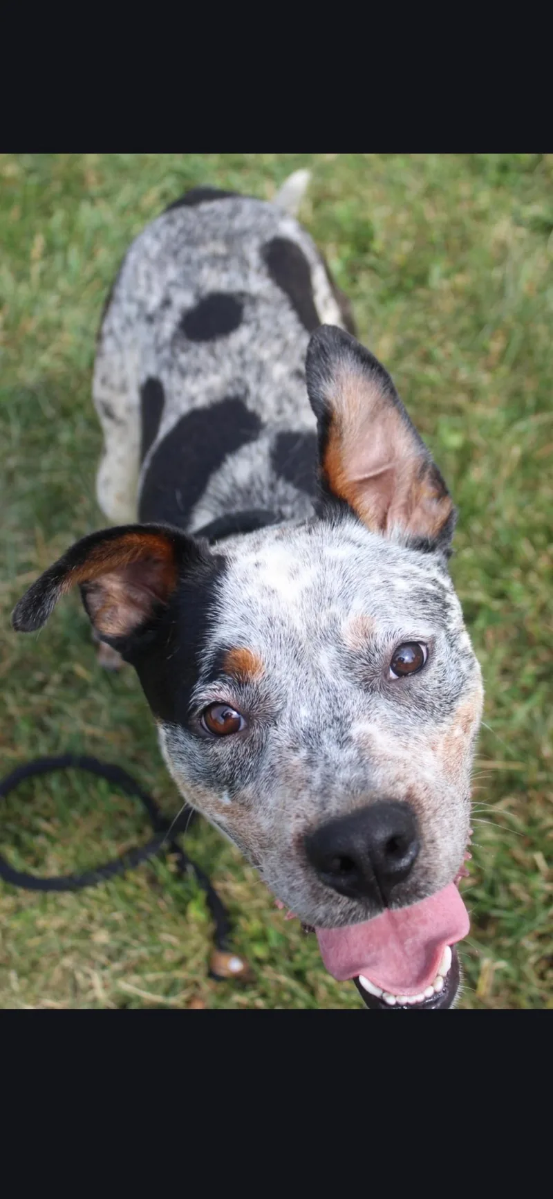 An adult medium-sized male Gray / Blue / Silver Cattle Dog dog named Outlaw for adoption in Berea, KY