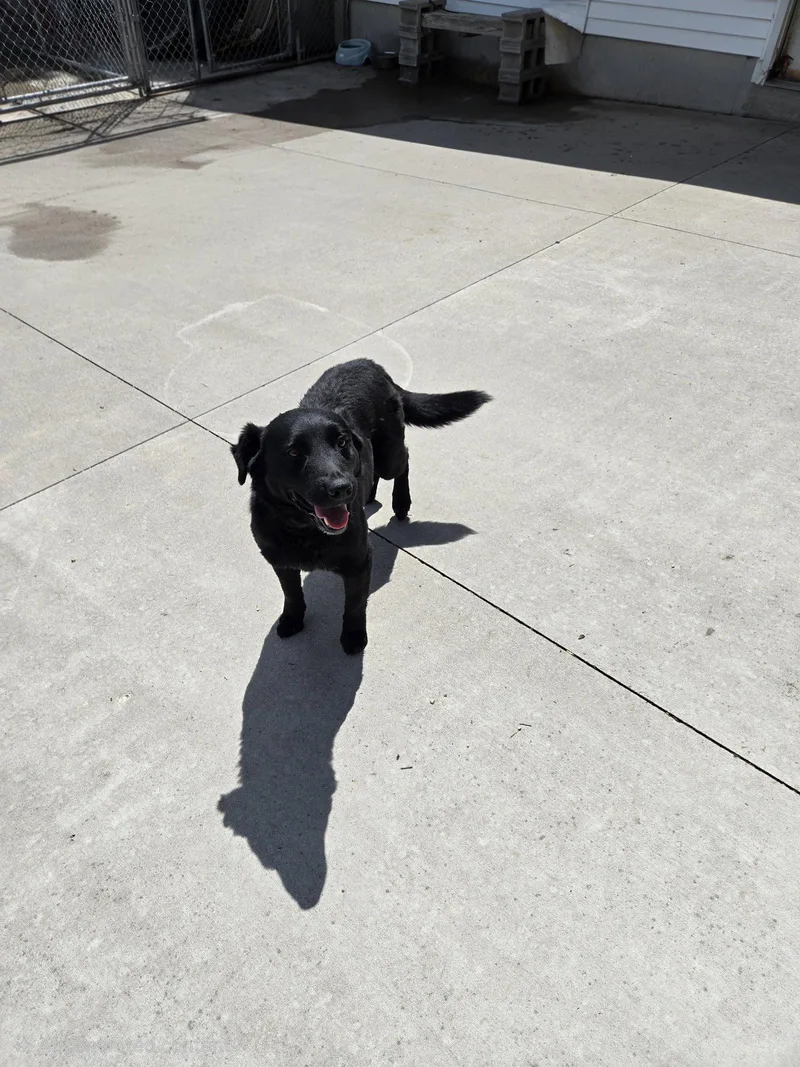 An adult medium-sized male Mixed Breed dog named Jett for adoption in Maquoketa, IA