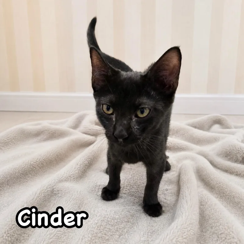 A baby medium-sized male Black Domestic Short Hair cat named Cinder for adoption in Berkeley Heights, NJ