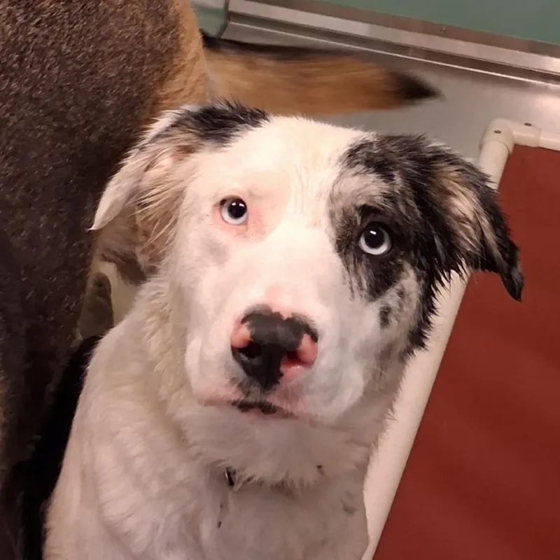 An adult medium-sized female Mixed Breed dog named BHSIStray for adoption in International Falls, MN