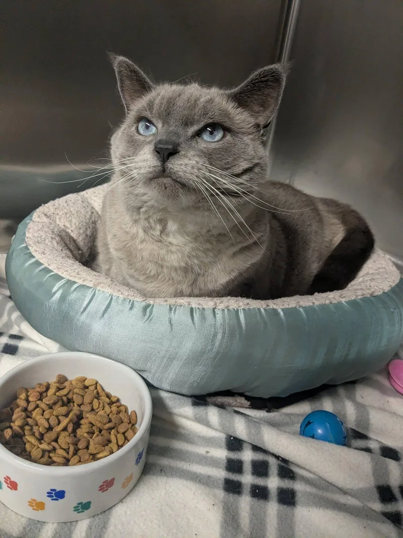 An adult large-sized female Siamese cat named Mulan for adoption in Lock Haven, PA