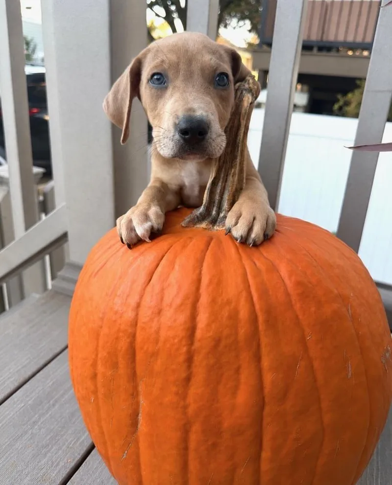 A baby medium-sized male Brown / Chocolate Beagle dog named Yogi for adoption in Greenlawn, NY
