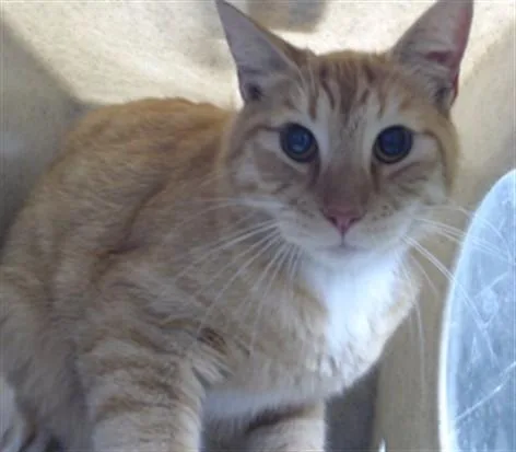 A young medium-sized male Domestic Short Hair cat named Sunfire for adoption in Downey, CA