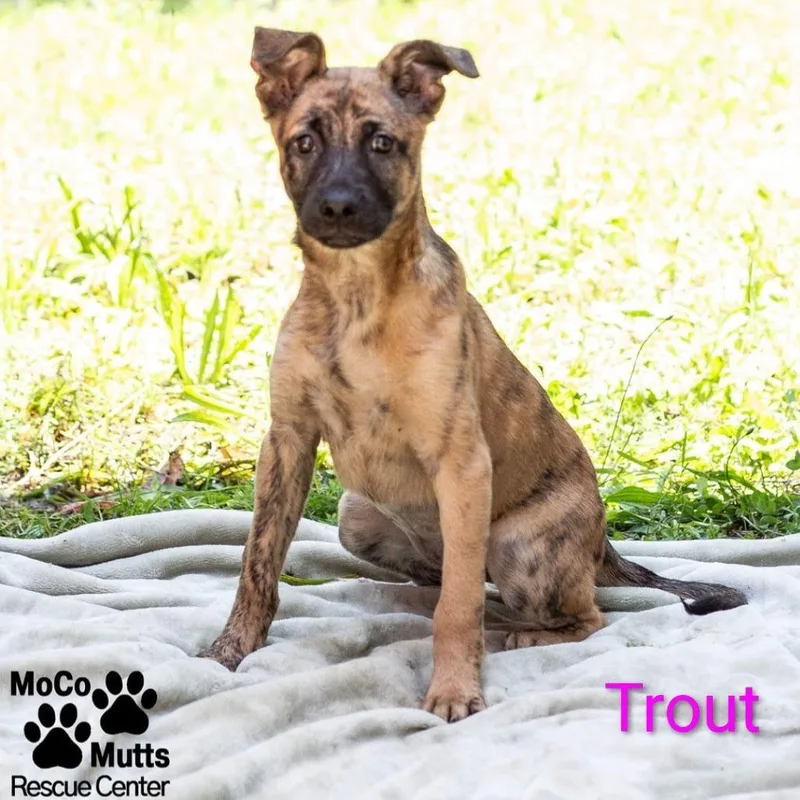 Trout