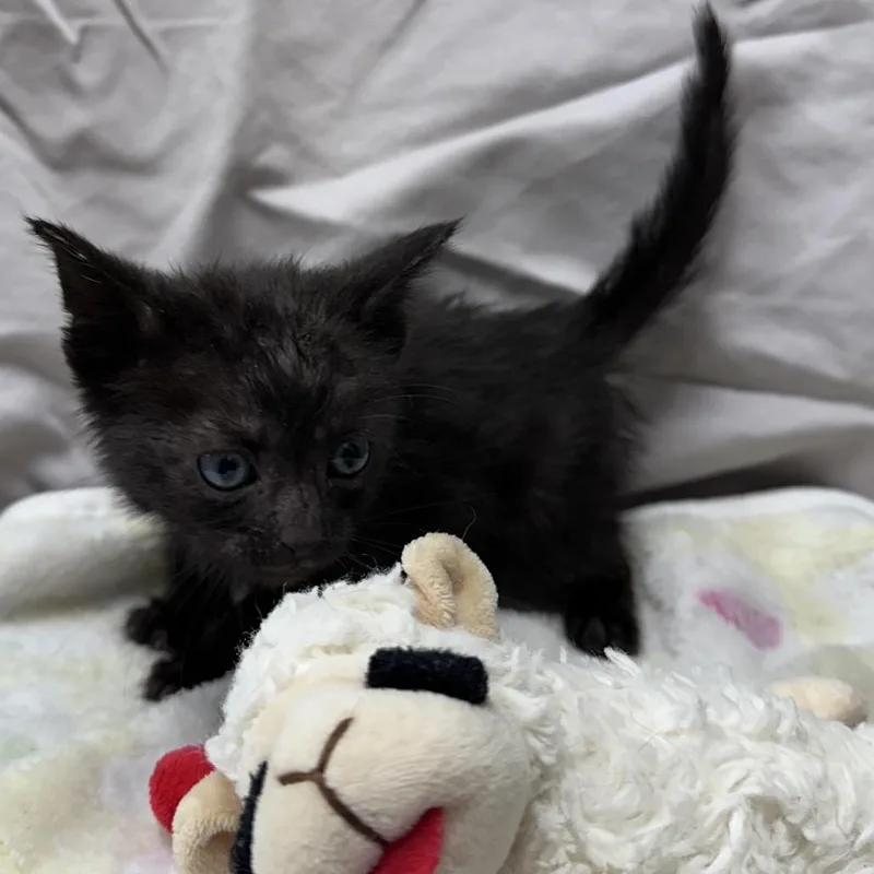 A baby small-sized male Black Domestic Short Hair cat named Julius for adoption in Mount Vernon, IN