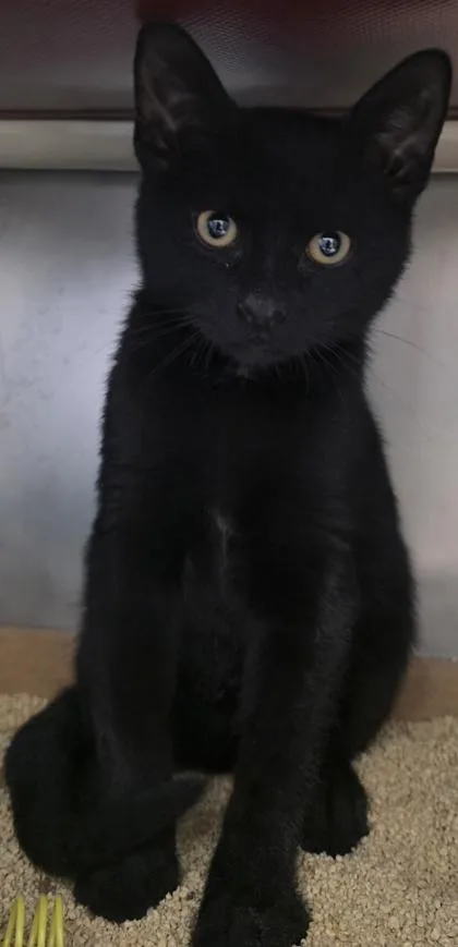 A baby small-sized male Domestic Short Hair cat named Robin for adoption in Madison, NJ