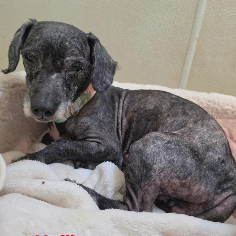 A senior small-sized male Black Poodle dog named Hollis  Chino Hills for adoption in Chino Hills, CA