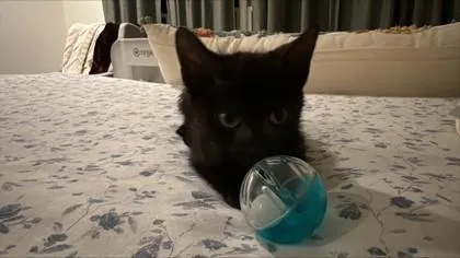A baby small-sized male Domestic Short Hair cat named Zlatan for adoption in Memphis, TN
