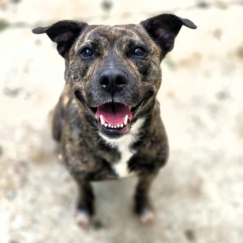 An adult medium-sized female Brindle Mixed Breed dog named Veruca for adoption in Michigan City, IN