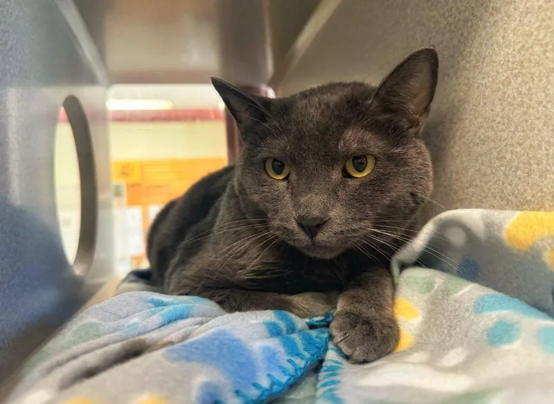 An adult large-sized male Gray / Blue / Silver Domestic Short Hair cat named Mimikyu for adoption in Raleigh, NC