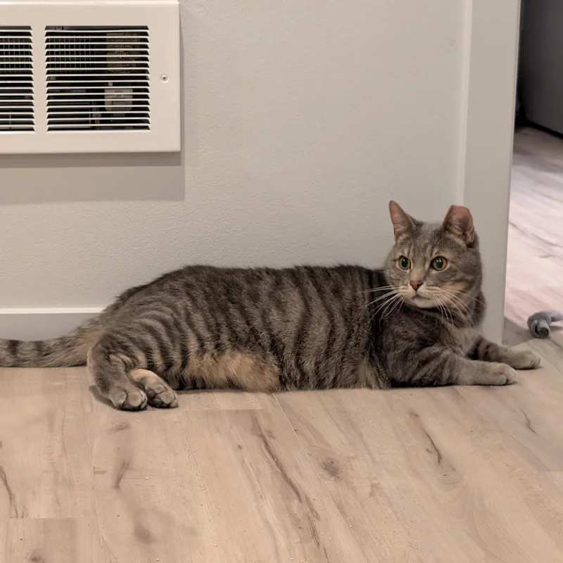 An adult large-sized male Tabby (Gray / Blue / Silver) Domestic Short Hair cat named Marley for adoption in Renton , WA