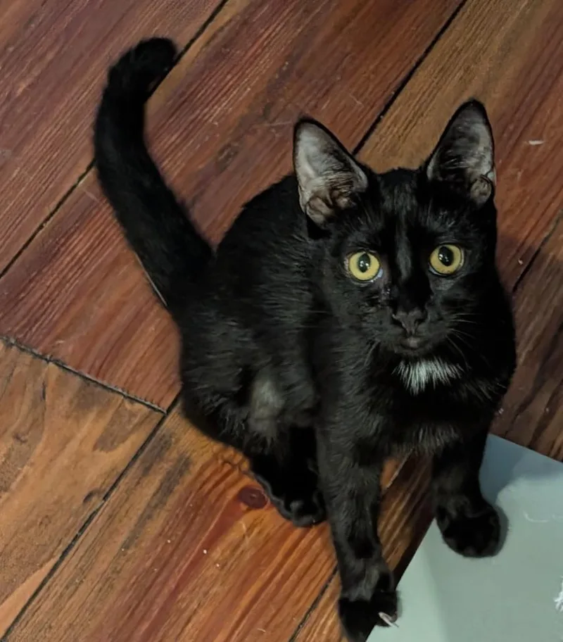 A baby medium-sized female Domestic Short Hair cat named Lacey for adoption in Grovetown, GA