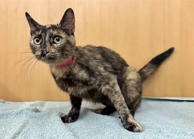 A young medium-sized female Domestic Short Hair cat named Martini for adoption in Saint Louis, MO