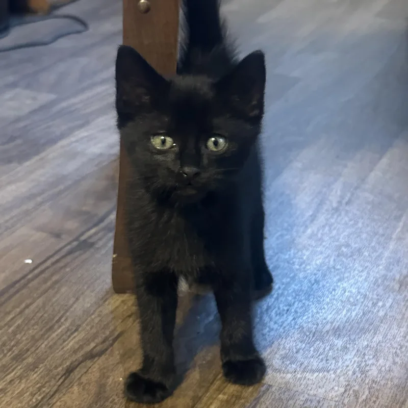 Licorice