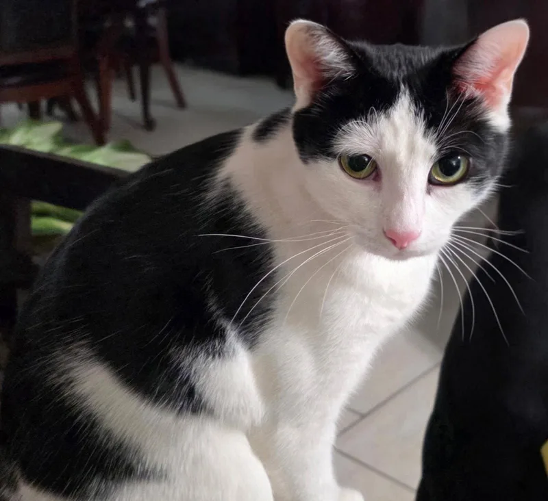 Tom