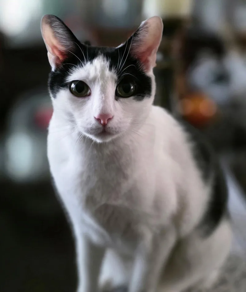 Tom thumbnail 2