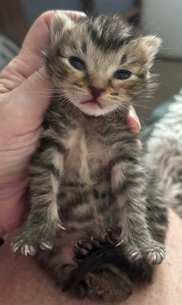 A baby small-sized female Domestic Short Hair cat named Daria for adoption in Richland Hills, TX
