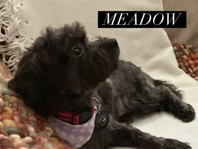 Meadow thumbnail 3
