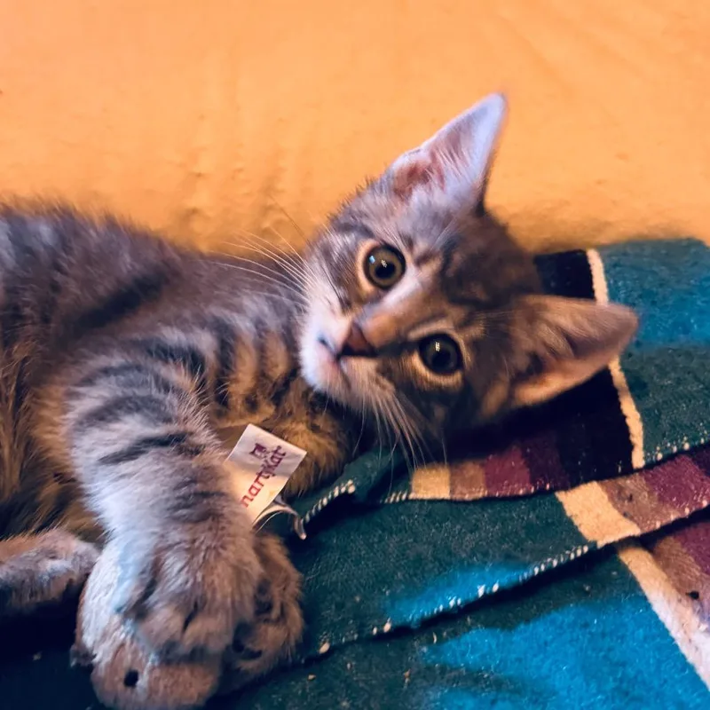 A baby small-sized male Domestic Short Hair cat named Dorchen for adoption in Ewing, NJ