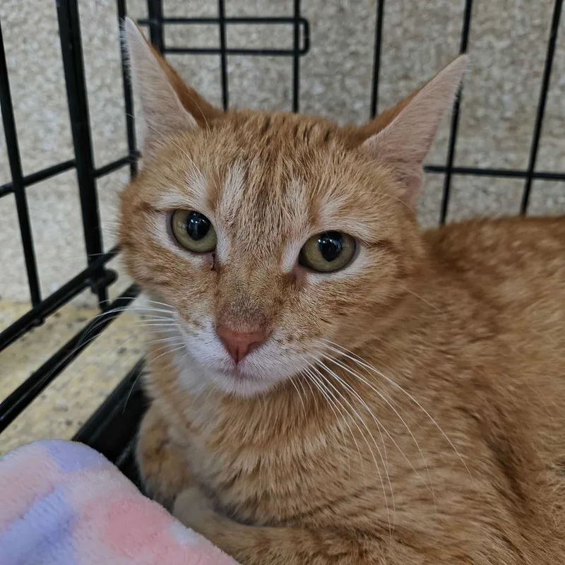 An adult medium-sized female Orange / Red Domestic Short Hair cat named Raven for adoption in Deerfield, IL
