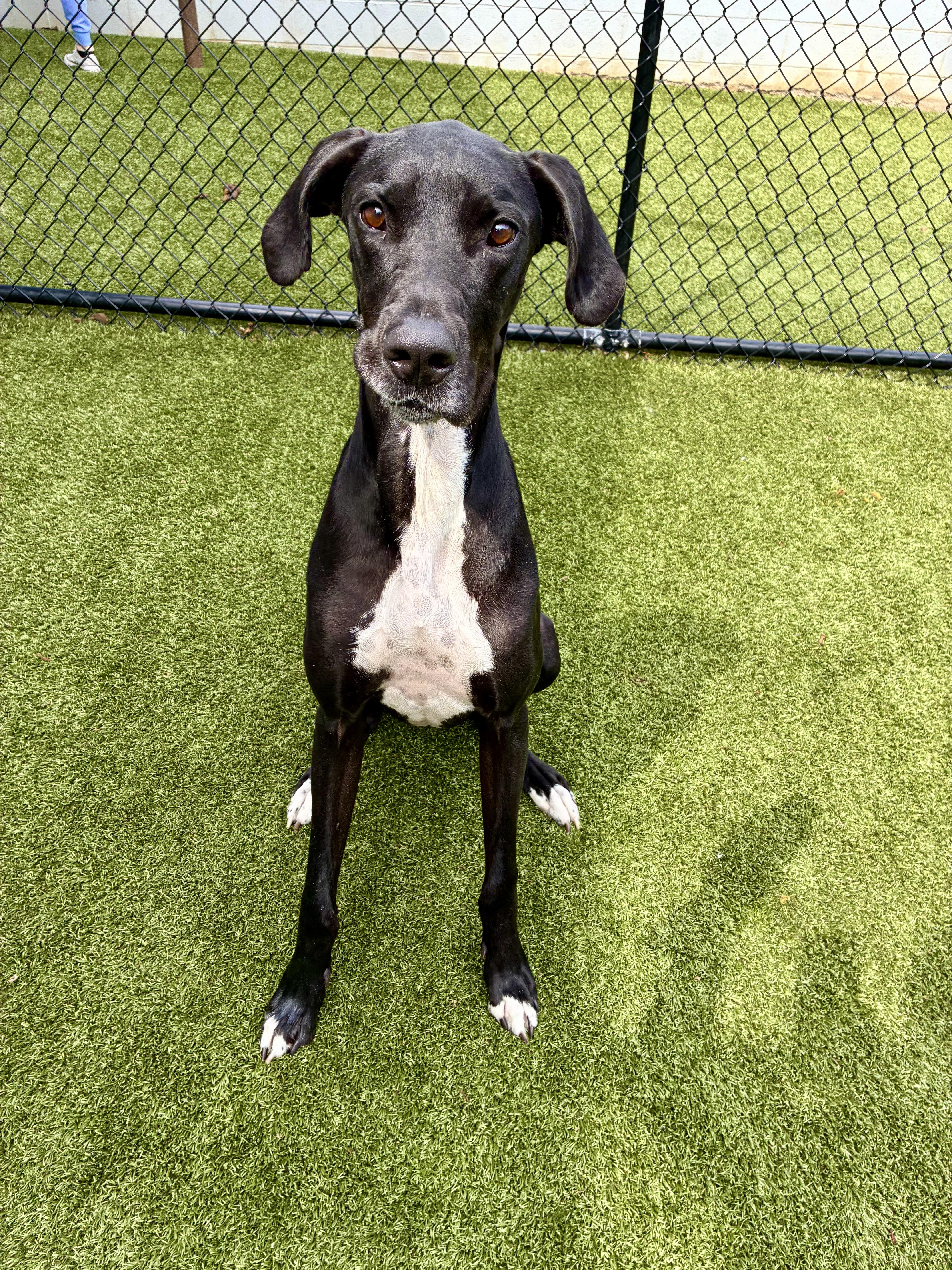 A young large-sized female Black Mixed Breed dog named Gypsy for adoption in South Portland, ME