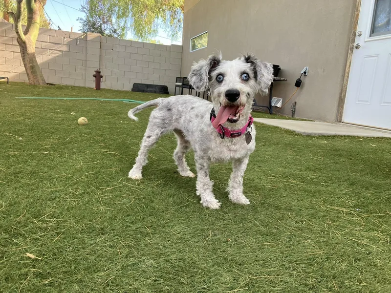 Hershey And Daisy thumbnail 2