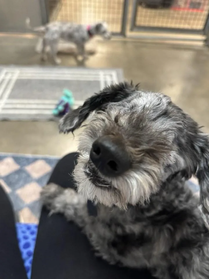 Hershey And Daisy thumbnail 3