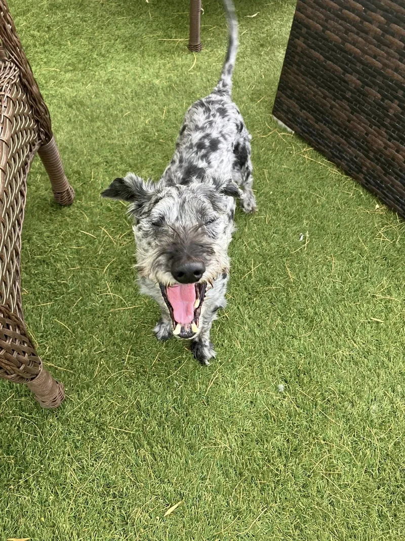 Hershey And Daisy thumbnail 4