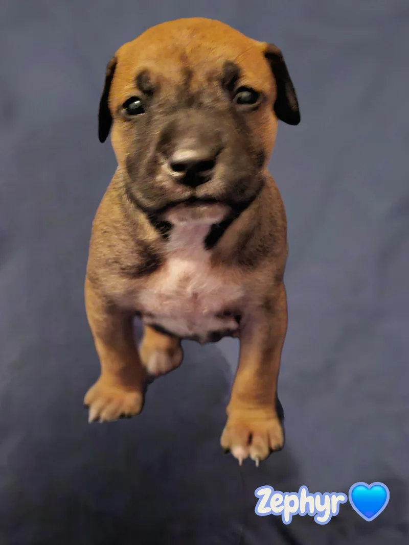 Zephyr Stormie Litter