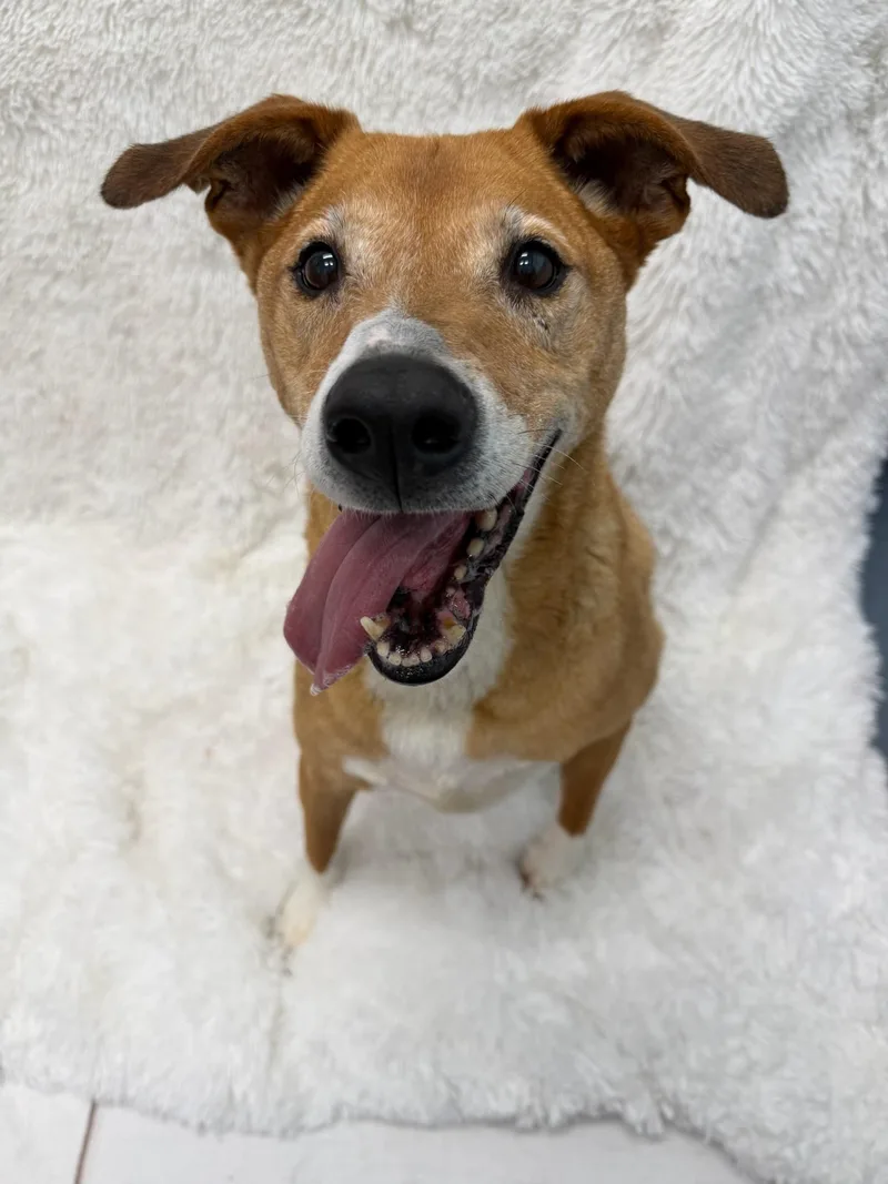 A senior medium-sized male Yellow / Tan / Blond / Fawn Labrador Retriever dog named Rocky Tag for adoption in Central Islip, NY