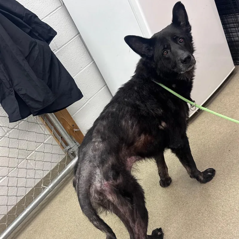 A senior large-sized female Black German Shepherd Dog dog named Akela for adoption in Birdsboro, PA