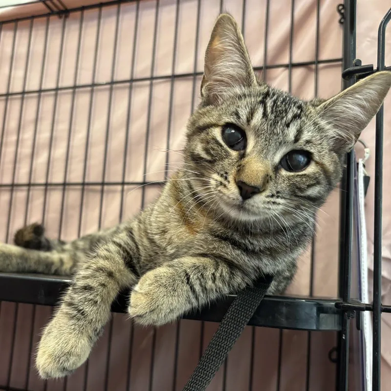 A baby medium-sized female Domestic Short Hair cat named Covergirl for adoption in Los Angeles, CA