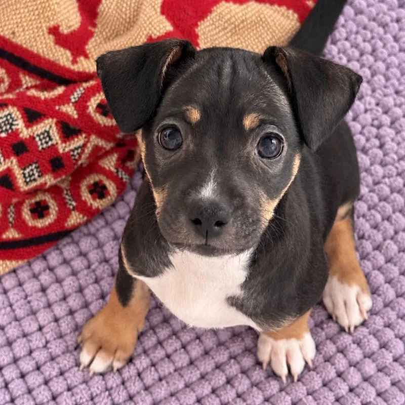 A baby small-sized female Chihuahua dog named Eloise for adoption in Ferndale, MI