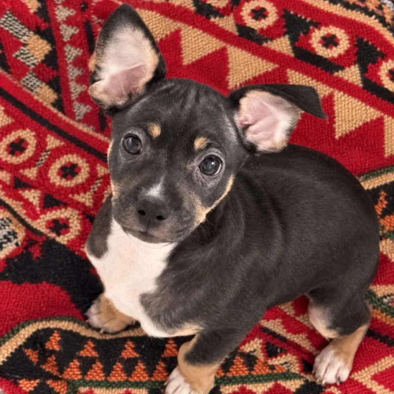 Eloise thumbnail 3
