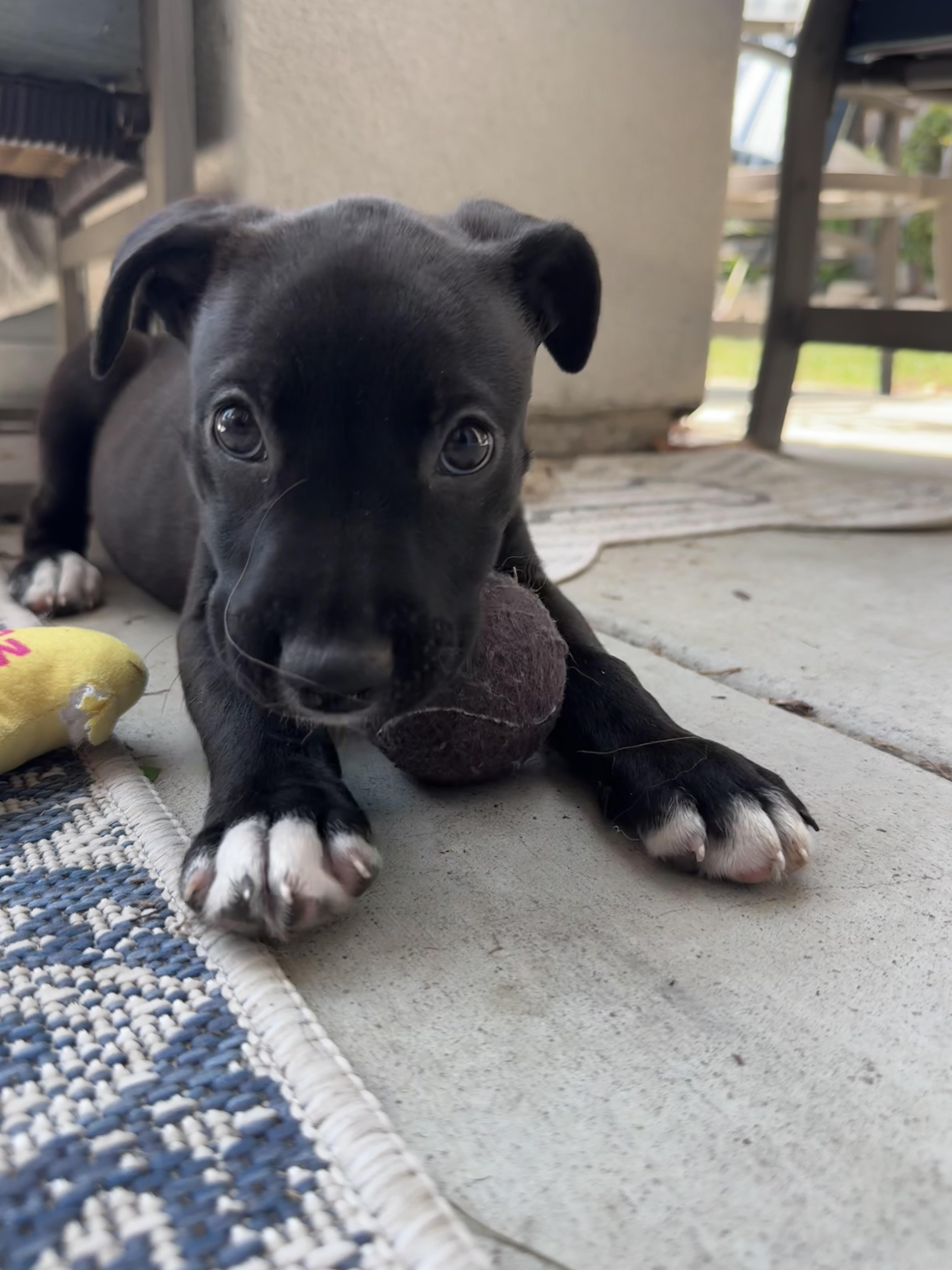 A baby medium-sized female Labrador Retriever dog named Circe for adoption in San Diego, CA