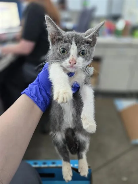 A baby medium-sized female Domestic Short Hair cat named Tiffany for adoption in Dallas, TX