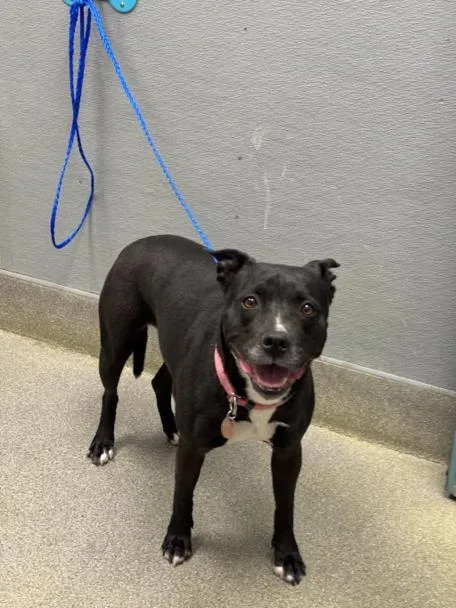 An adult large-sized female Staffordshire Bull Terrier dog named Syn'cere for adoption in Las Vegas, NV
