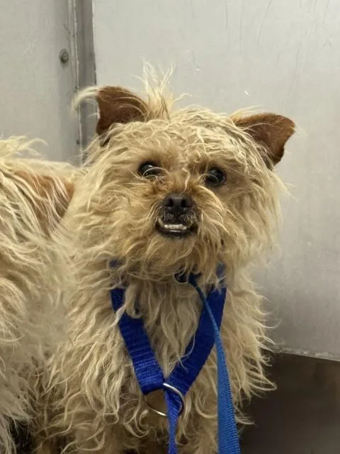 A young small-sized male Poodle dog named Gregster for adoption in San Bernardino, CA