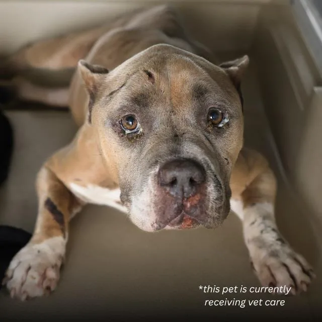 An adult medium-sized female American Bulldog dog named Lilith for adoption in San Antonio, TX