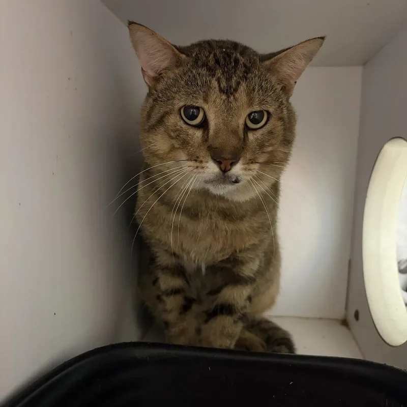 An adult large-sized male Domestic Short Hair cat named Jafar for adoption in Lake Jackson, TX