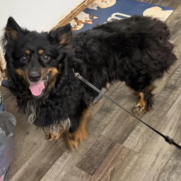 An adult small-sized male Black Australian Shepherd dog named Charlie for adoption in Sequatchie, TN