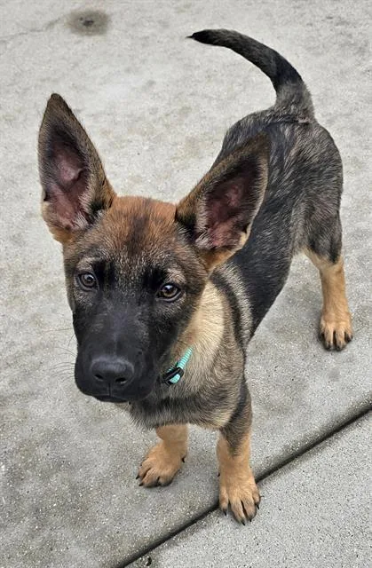 A baby small-sized female Belgian Shepherd / Malinois dog named Fairy Ring for adoption in Santa Cruz, CA