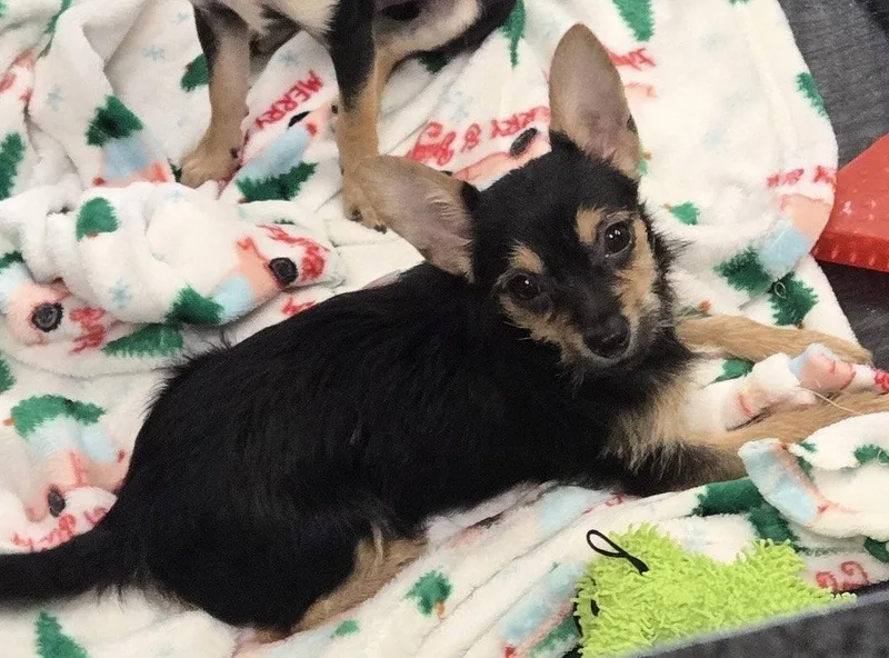 A young small-sized male Black Yorkshire Terrier dog named Mochi for adoption in Pottstown, PA
