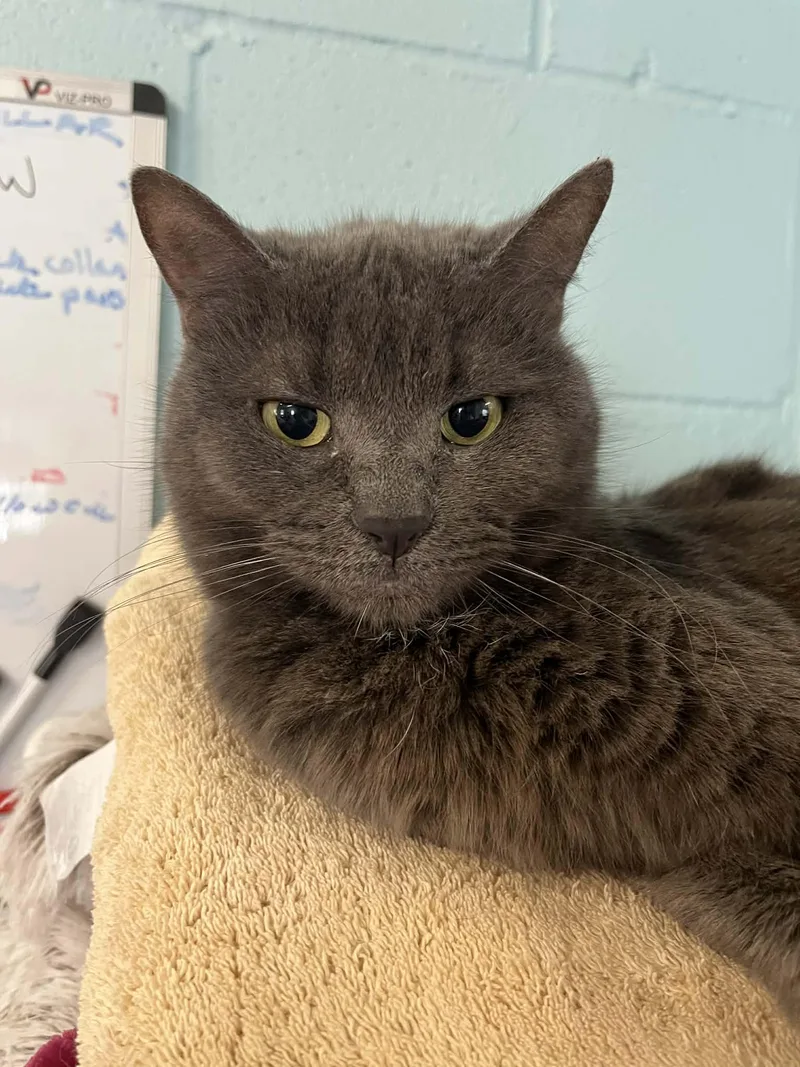 A young medium-sized female Domestic Short Hair cat named Dana for adoption in Warren, OH