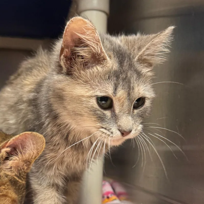 A young small-sized female Torbie Domestic Medium Hair cat named Taurasi for adoption in Marion, VA